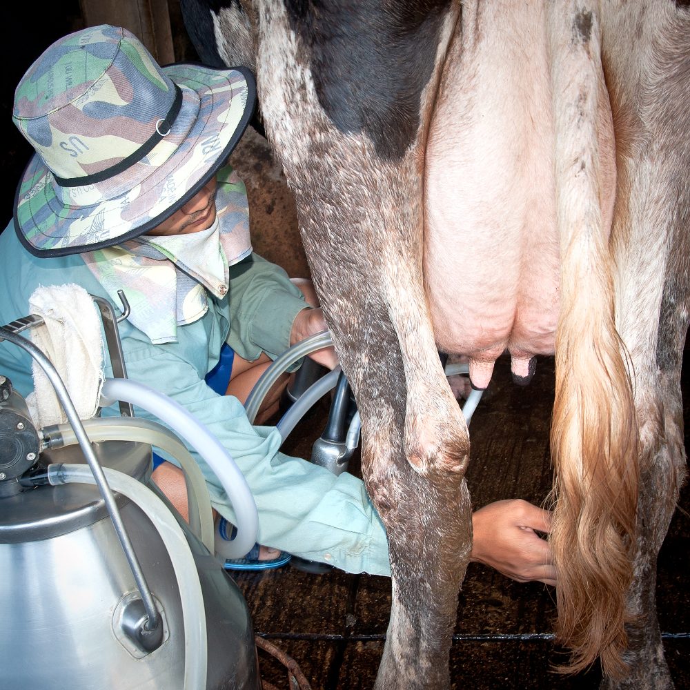 woman milking cow